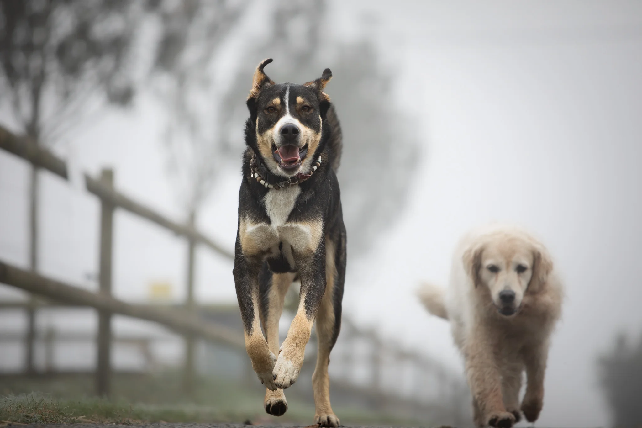 2 chiens qui courent