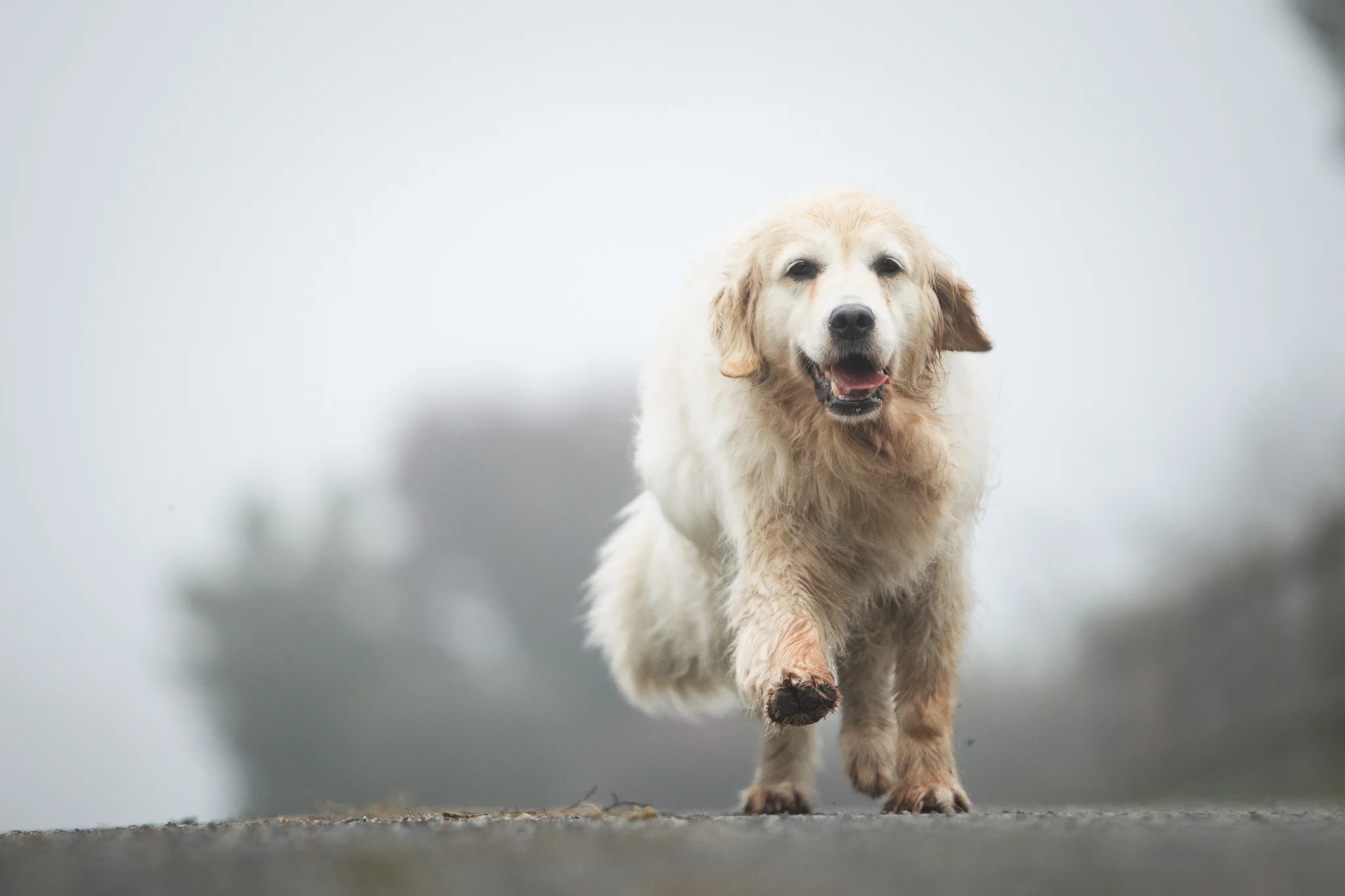 Golden retriever blanc qui court