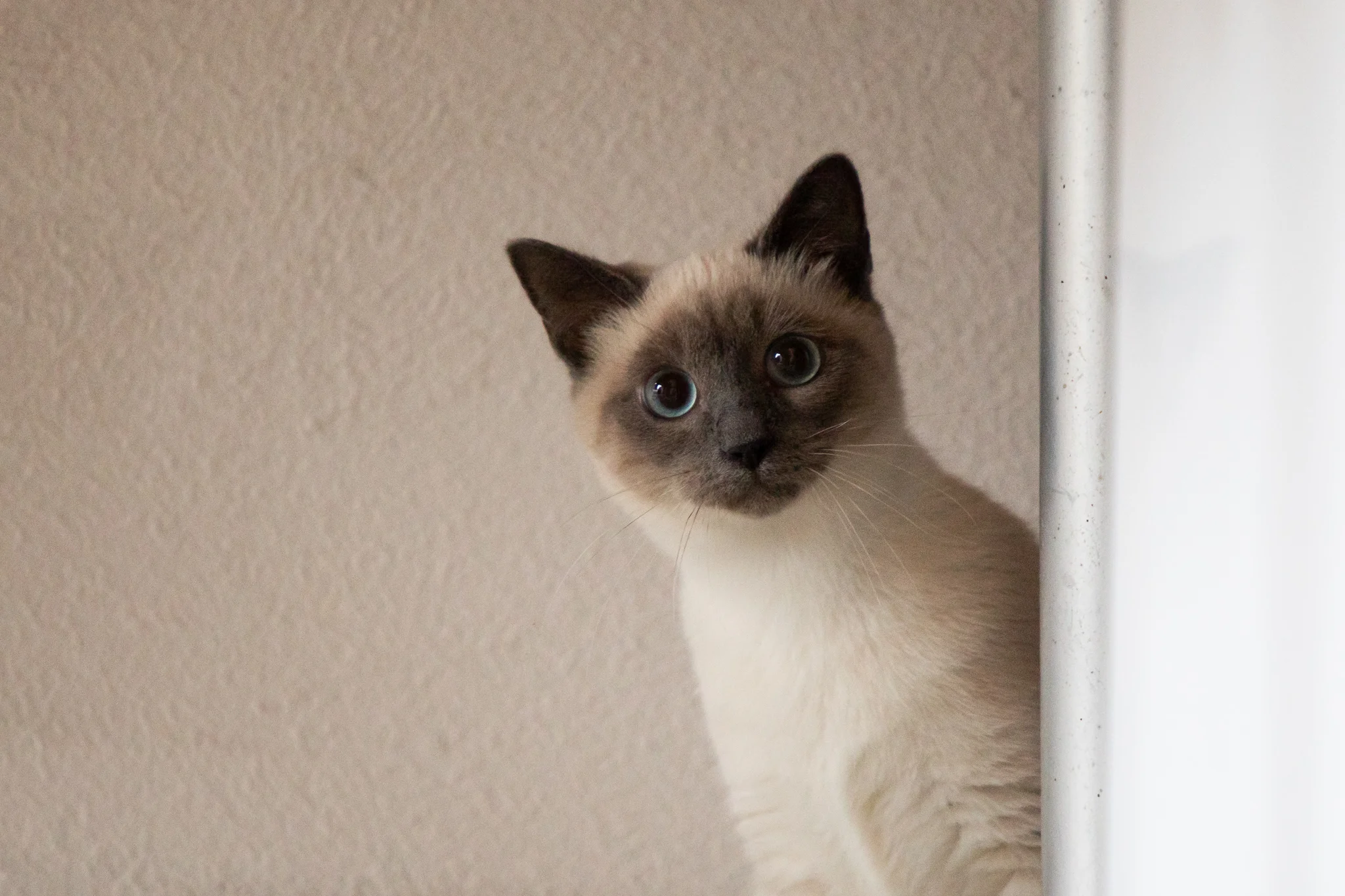 chat blanc avec oreille noire