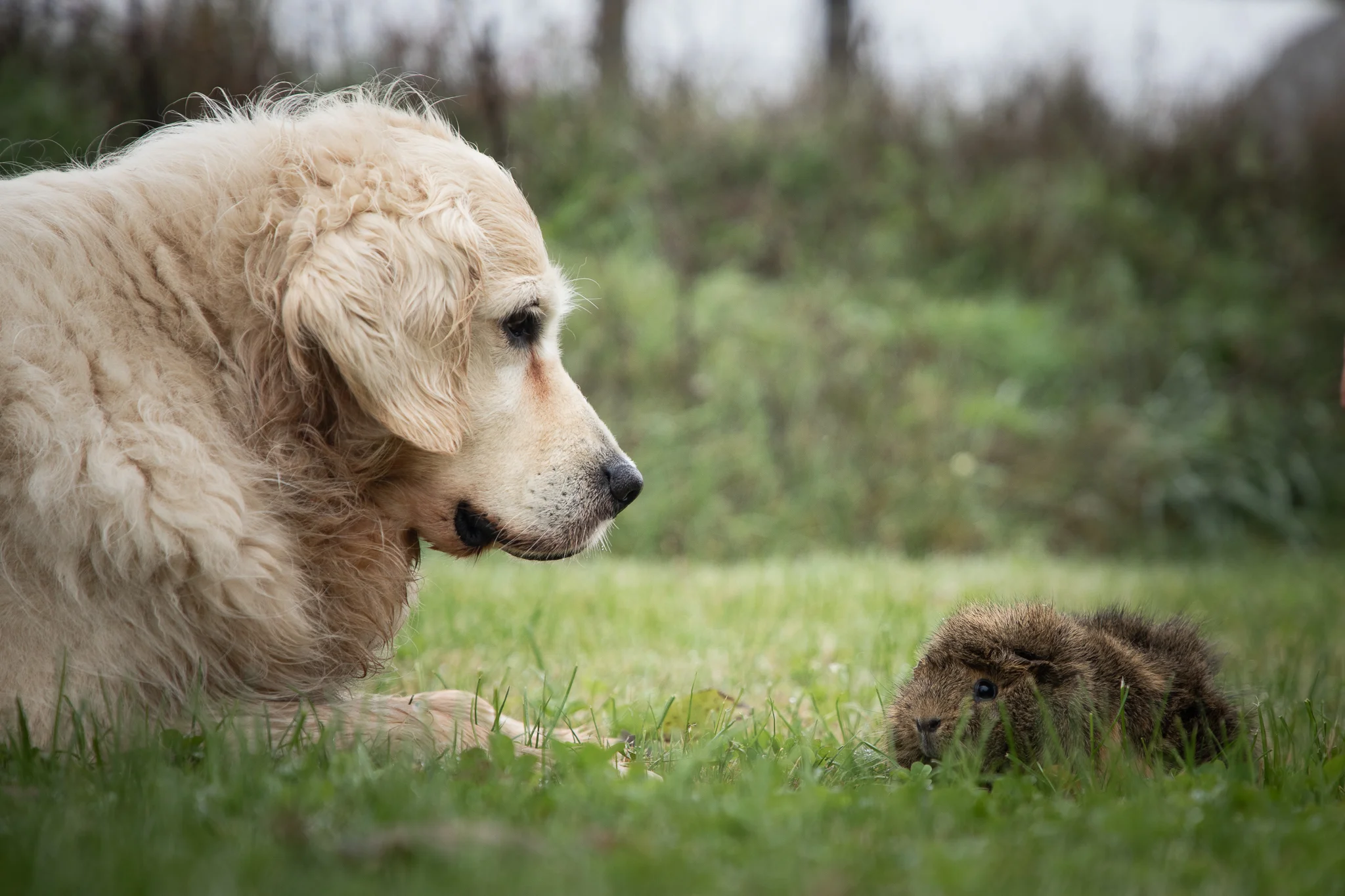 chien devant un cochon d'Inde