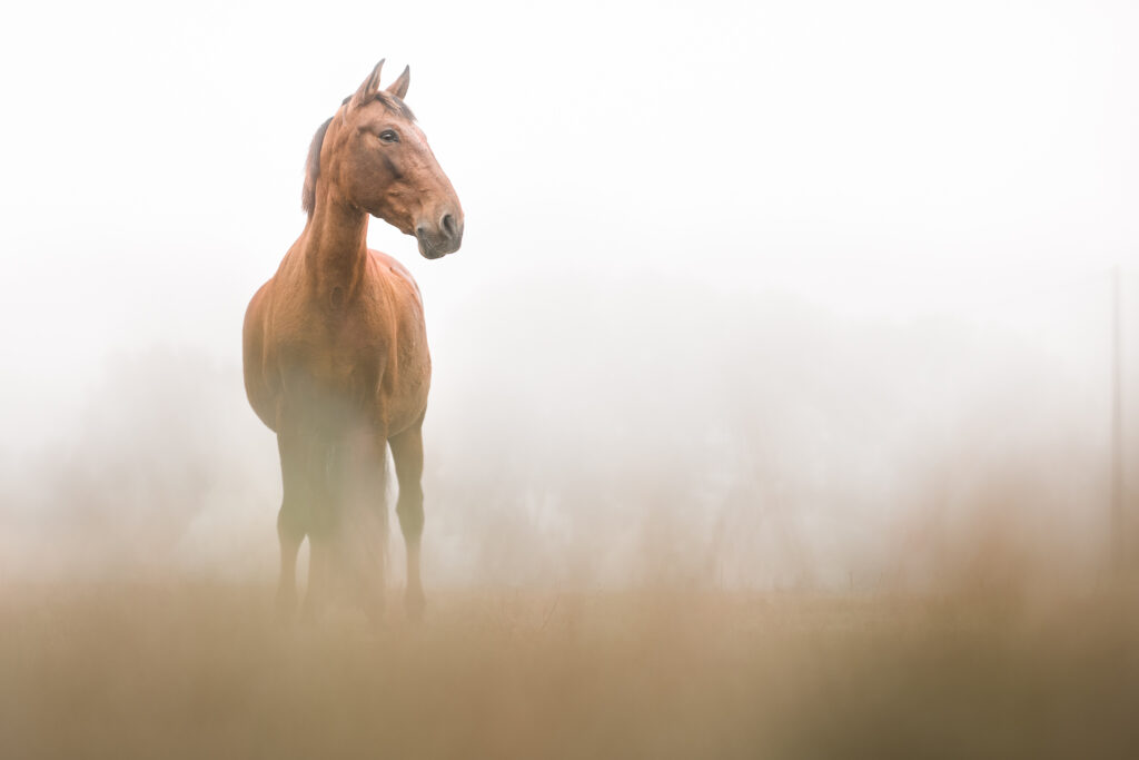 Présentation de Corralero