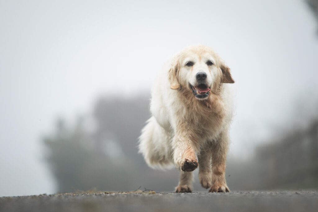 Golden Retriever qui court