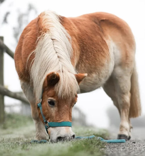 poney qui broute