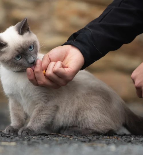 chat qui sent une main