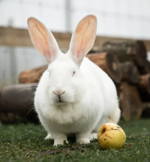 lapin blanc avec une pomme