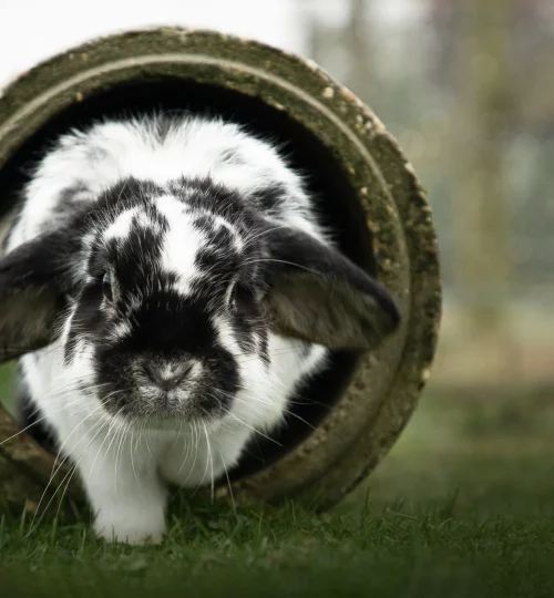 Lapin blanc et noir sortant d'un tube
