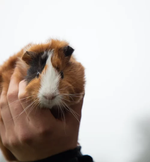cochon d'Inde brandit en l'air