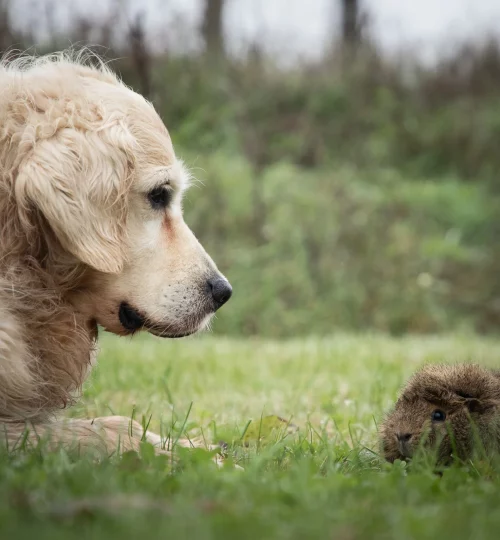 chien devant un cochon d'Inde